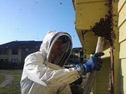 beehive removal