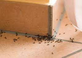 ants pest control