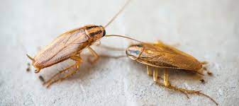 cockroach pest control